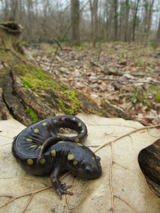 Spotted Salamander